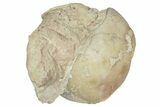 Bargain, Enrolled Illaenus Trilobite Fossil - Russia #363275-1